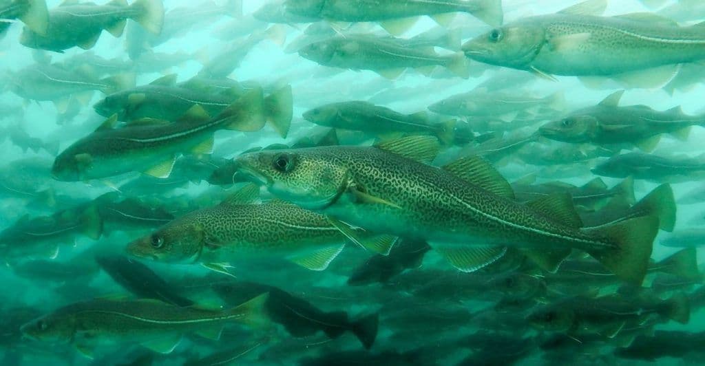 Fishing Tour in Ilulissat