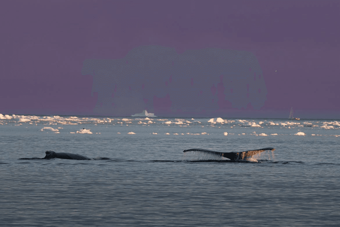 Humpback whales surfacing in Disko Bay
